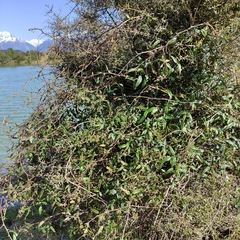 Rubus schmidelioides