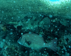 Chromileptes altivelis