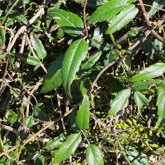 Rubus schmidelioides