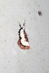 Eudryas unio