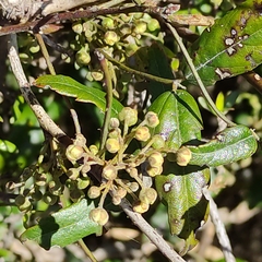 Rubus schmidelioides