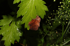 Phyllodesma americana