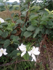Bauhinia variegata candida