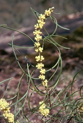 Acacia phasmoides