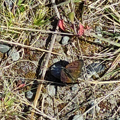 Lycaena