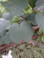 Bauhinia variegata candida