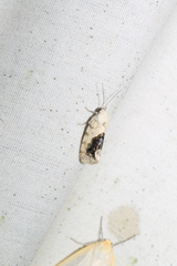 Ponometia erastrioides