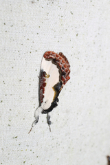 Eudryas unio