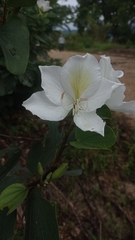 Bauhinia variegata candida
