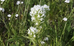 Castilleja exserta exserta