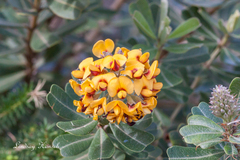 Gastrolobium bilobum