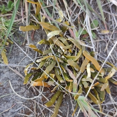 Carmichaelia corrugata