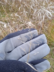 Poa