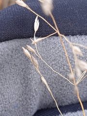 Poa