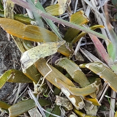 Carmichaelia corrugata