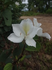Bauhinia variegata candida