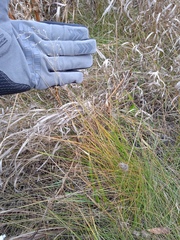 Poa