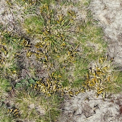 Carmichaelia corrugata