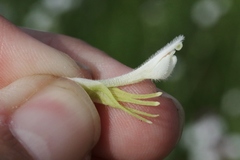 Castilleja exserta exserta