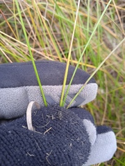 Poa