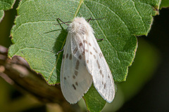 Lemyra ypsilon