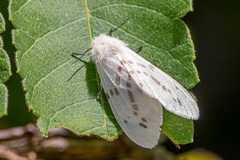 Lemyra ypsilon