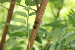 Homalodisca ichthyocephala