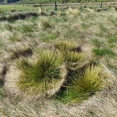 Aciphylla subflabellata