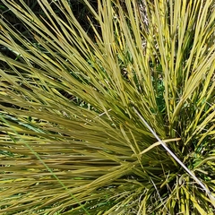 Aciphylla subflabellata