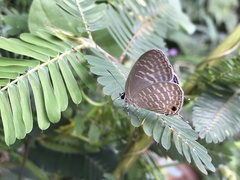 Jamides alecto dromicus