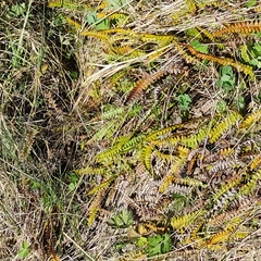 Blechnum penna-marina