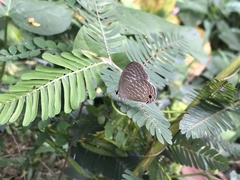 Jamides alecto dromicus