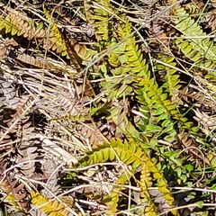 Blechnum penna-marina