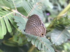 Jamides alecto dromicus