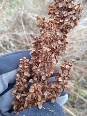 Rumex pseudonatronatus