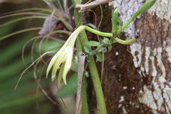 Vanilla phaeantha