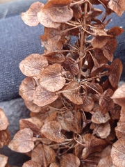 Rumex pseudonatronatus