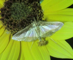 Diaphania hyalinata