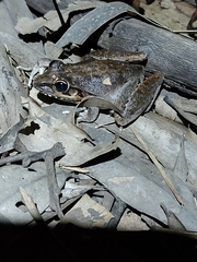 Litoria latopalmata