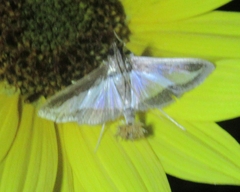 Diaphania hyalinata