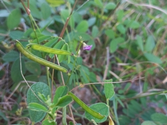 Tephrosia purpurea