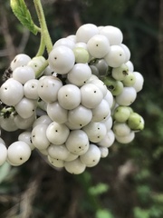 Heliotropium sarmentosum