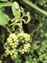 Heliotropium sarmentosum