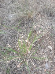 Panicum hallii