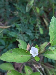 Magnoliopsida