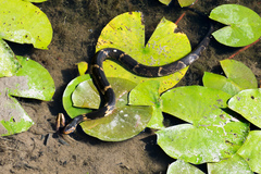 Nerodia fasciata confluens