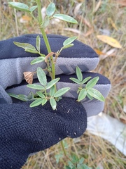 Medicago falcata