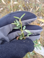 Medicago falcata