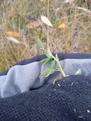 Medicago falcata
