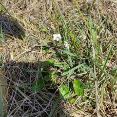 Viola cunninghamii